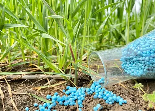 Не образуются фитотоксичные продукты распада препаратов внутри клеток растений