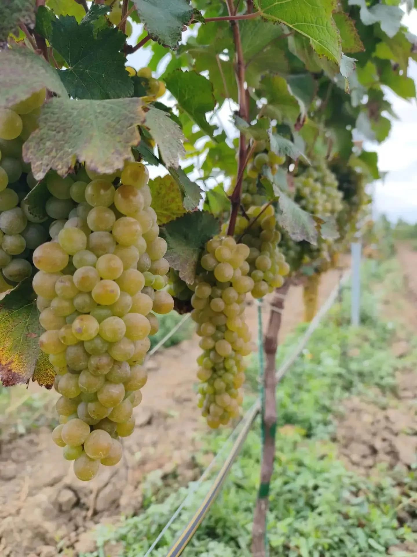 Agrietado de las bayas de uva: cómo la senicación precosecha redujo las pérdidas cuatro veces