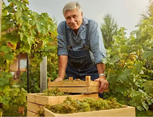 Production of high-quality raw materials for winemaking using phytomodulators