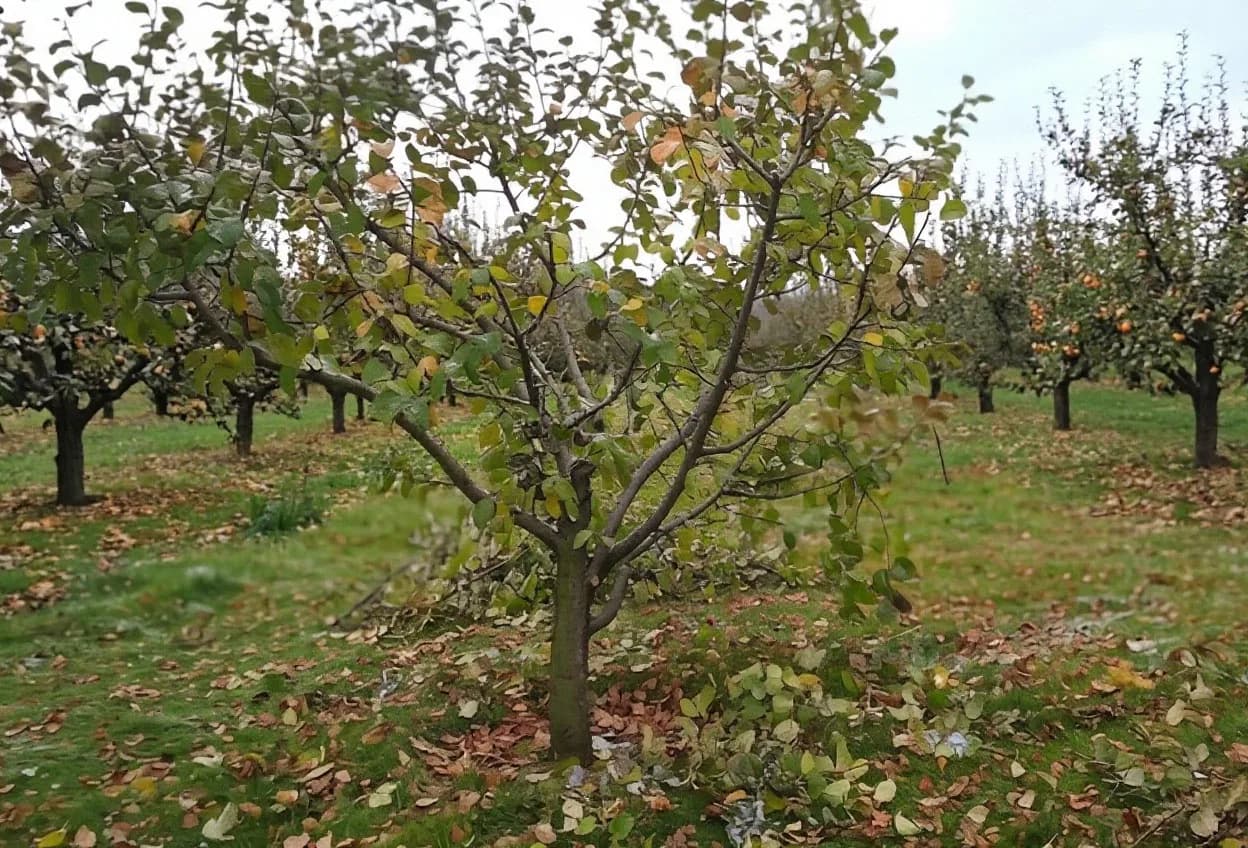 Послеуборочные мероприятия на многолетних культурах