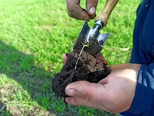 Why do plants stop growing after stress—even when fertilizers have been applied?