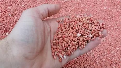 Озимая пшеница