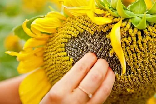 Подсолнечник