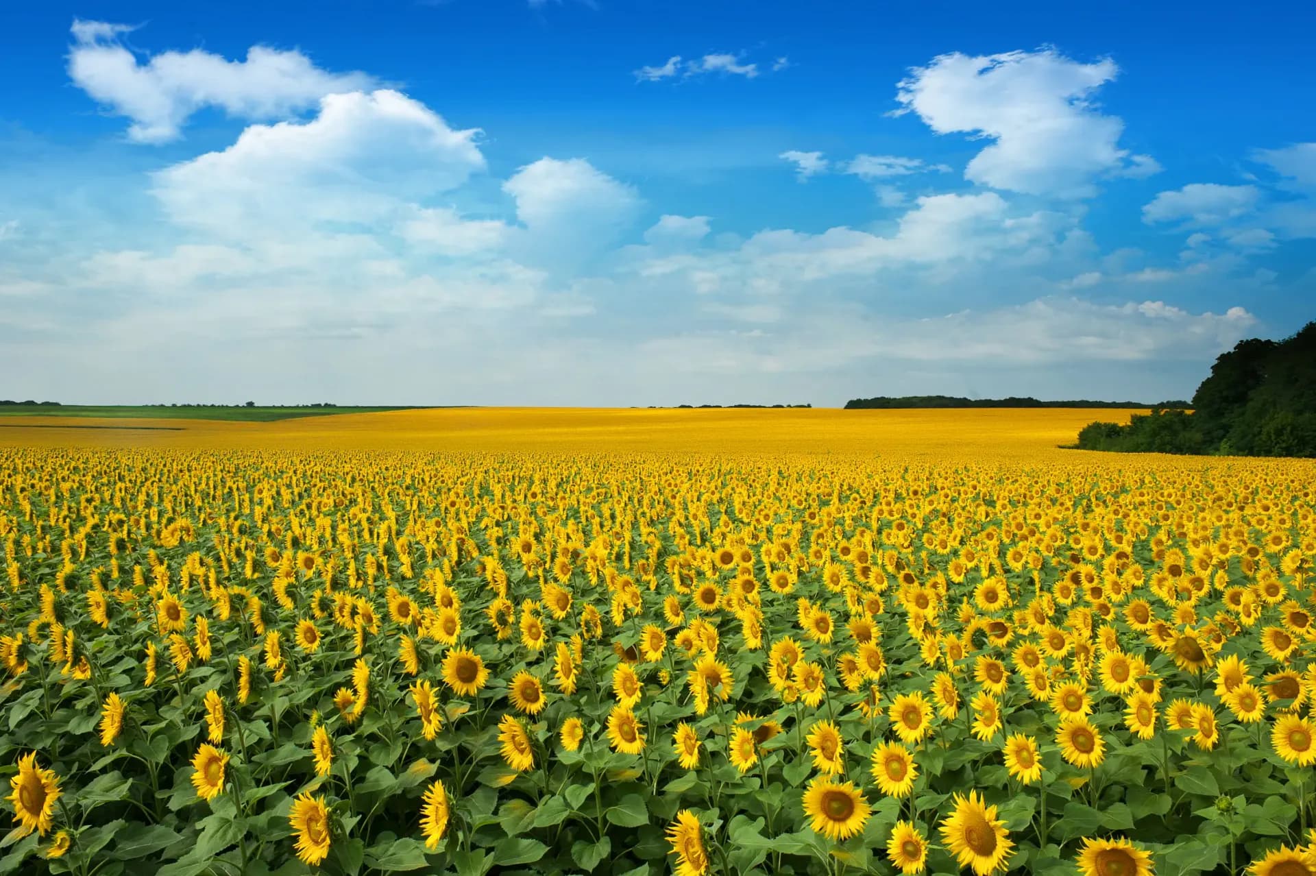 Girasol