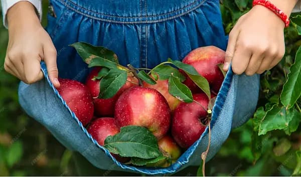 Sweet balance: the effect of Iliostop and Senikant treatments on plant biochemical parameters and yield under field conditions