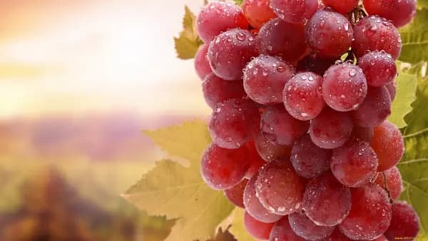 Получение качественного сырья для производства вина с помощью фитомодуляторов