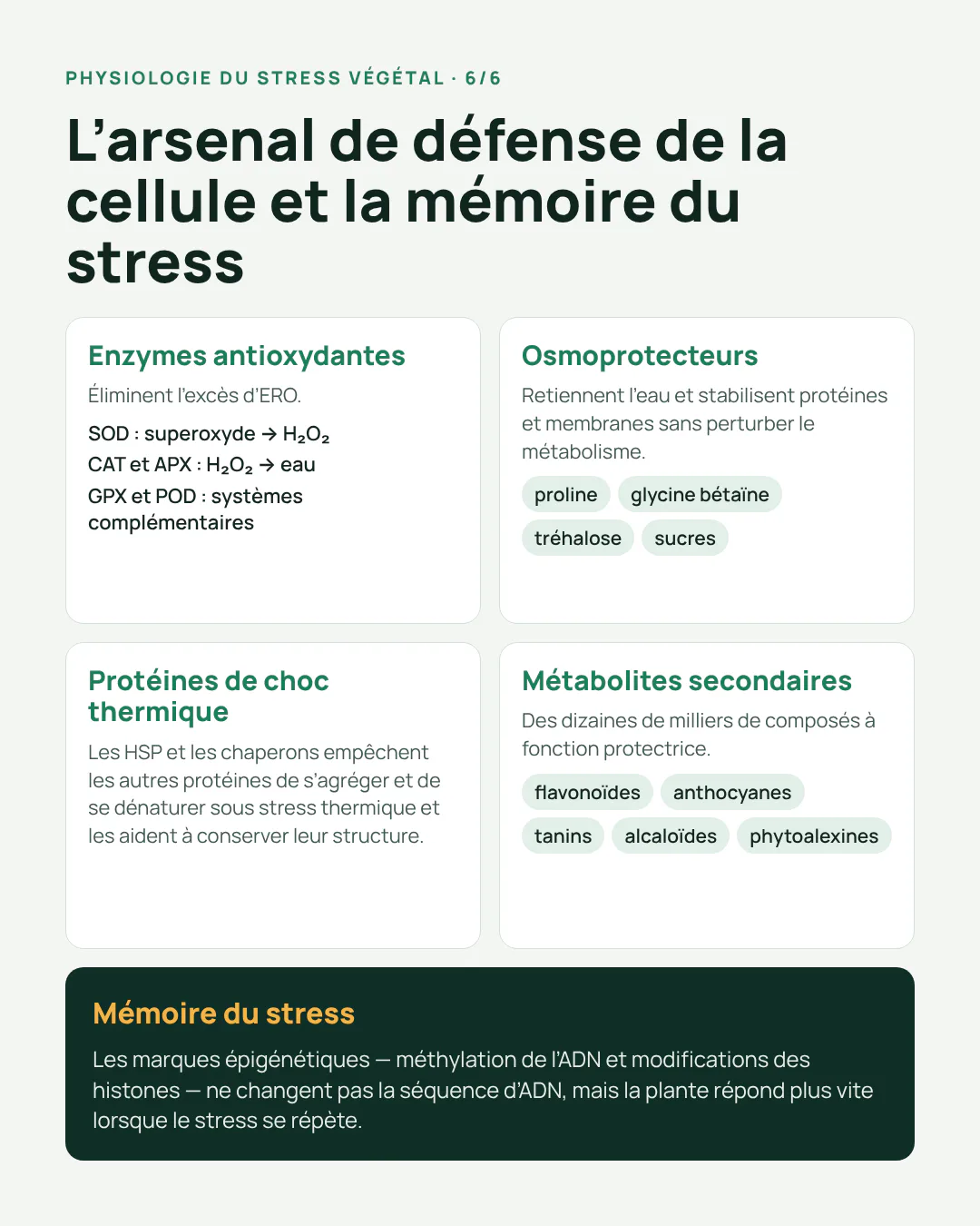 stress 6 FR