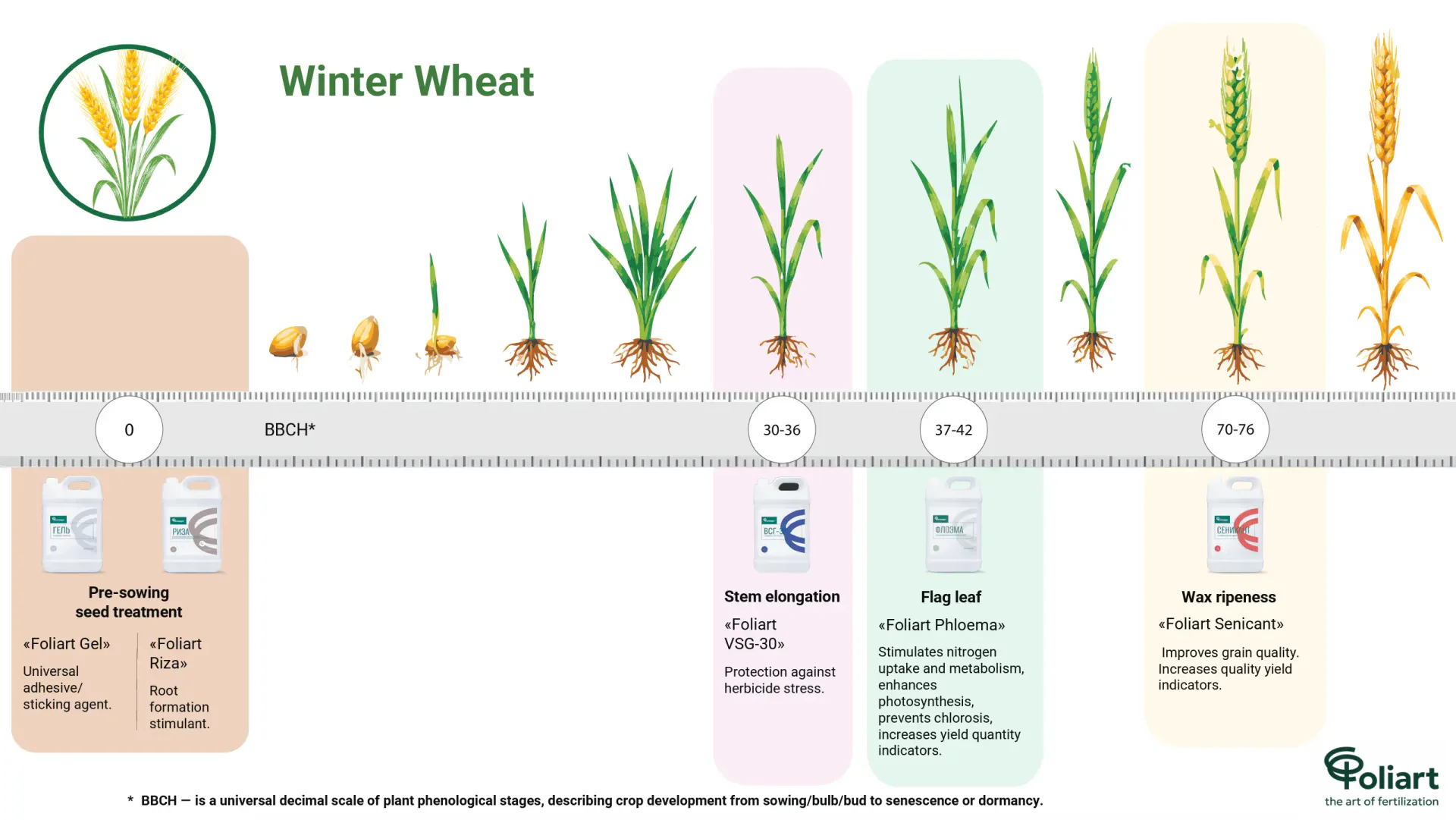 Wheat