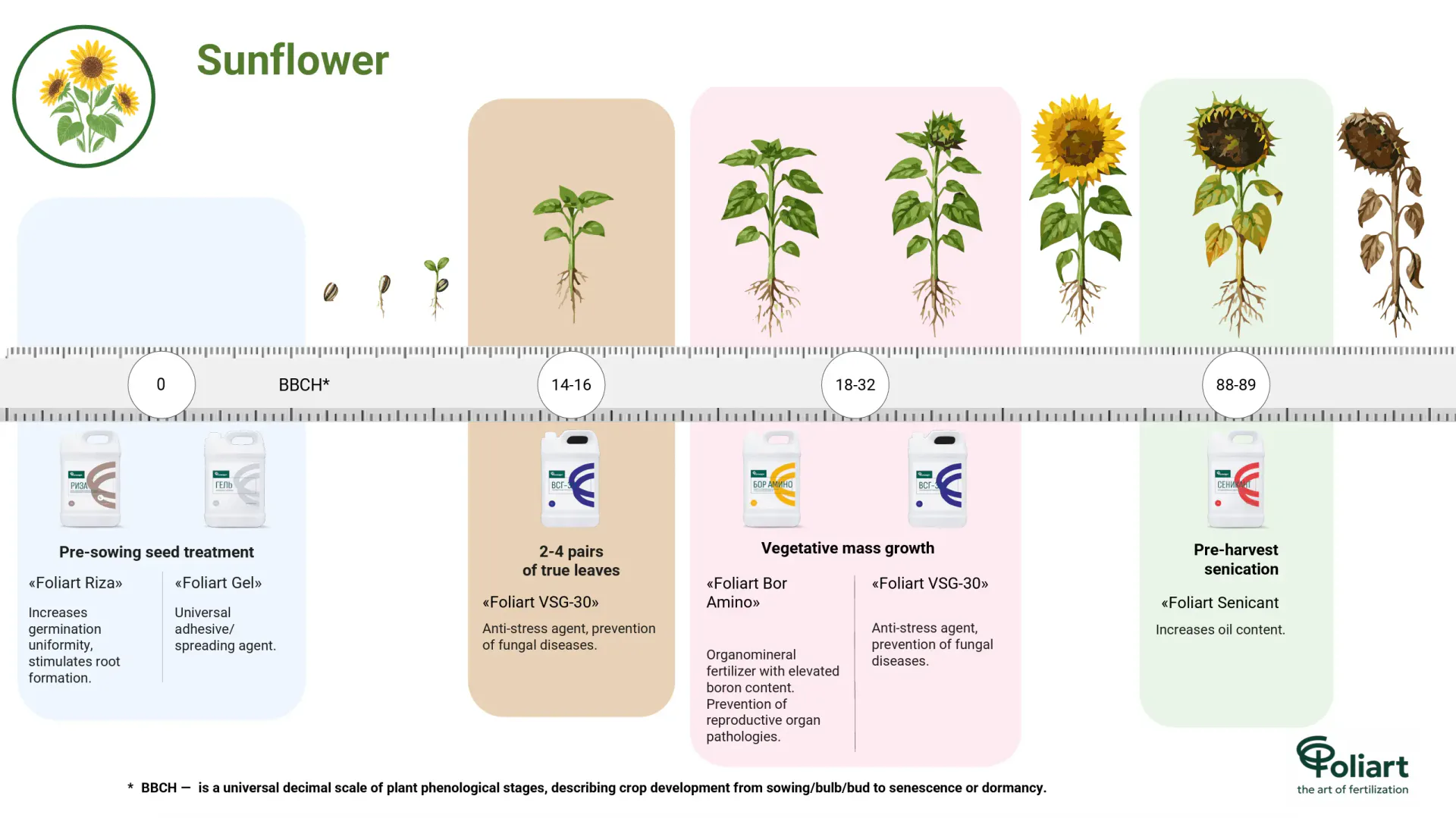 Sunflower