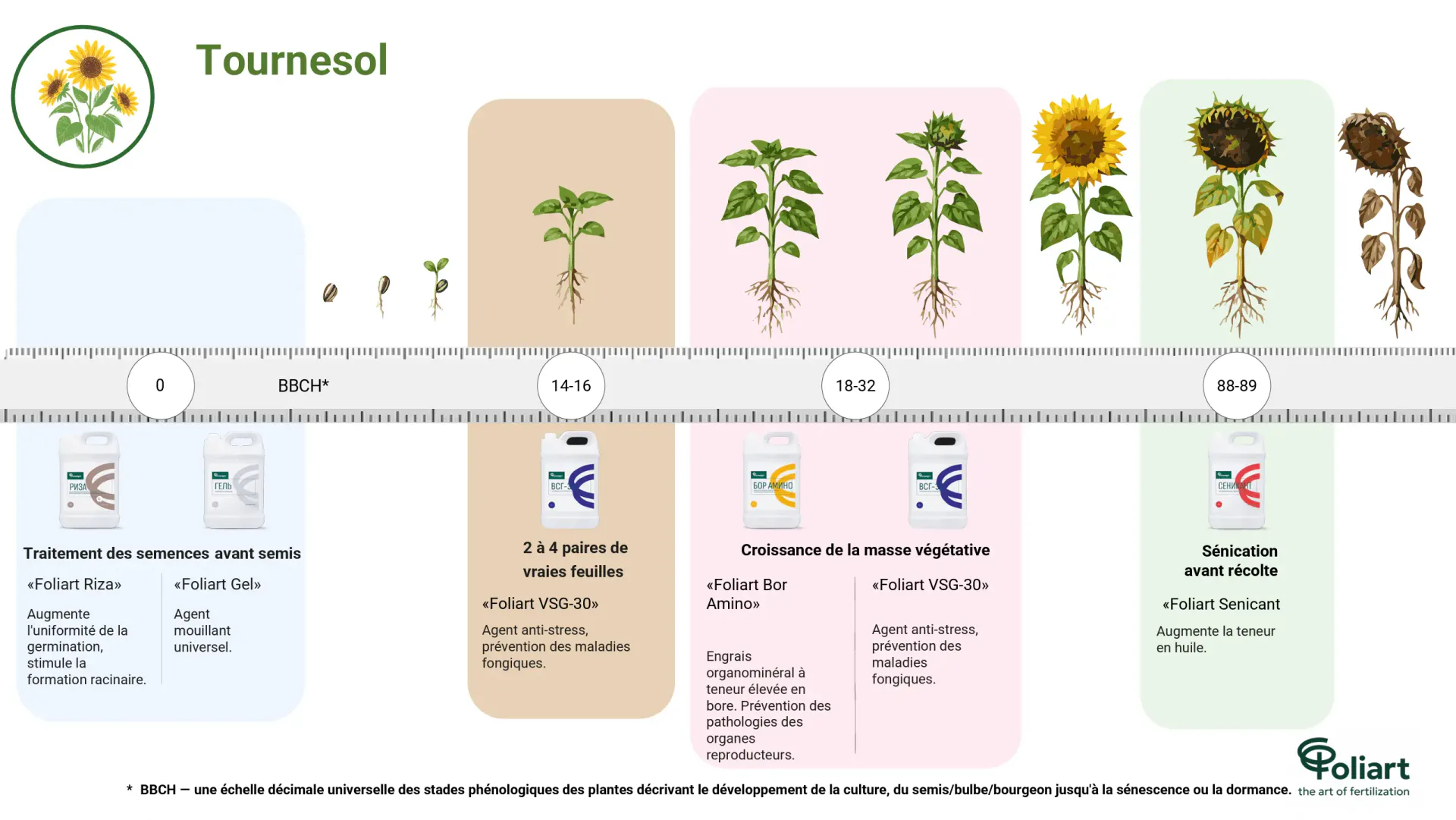 Tournesol